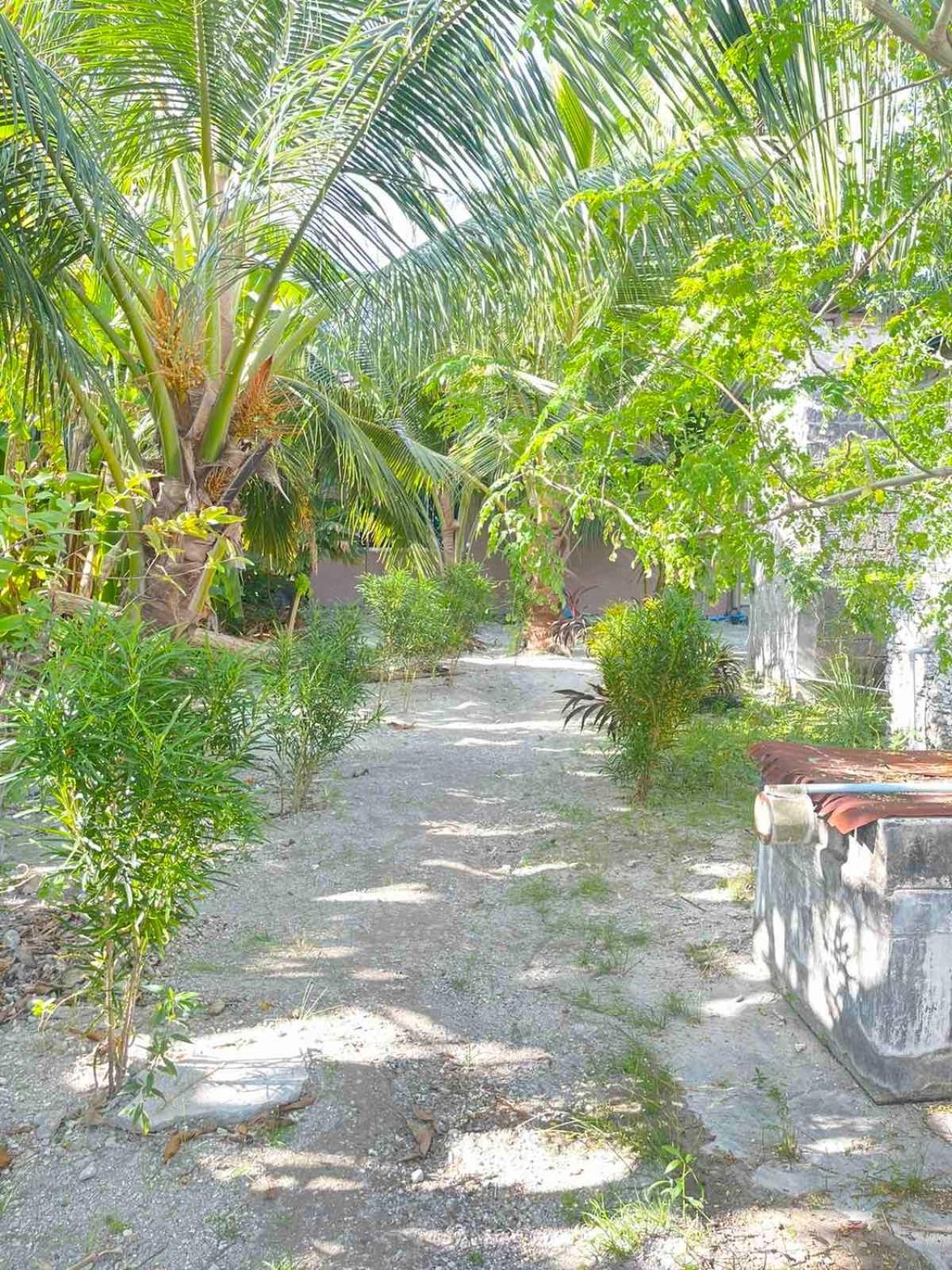 Lavender * Addu City